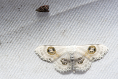 Problepsis crassinotata