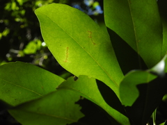 Planchonella chartacea