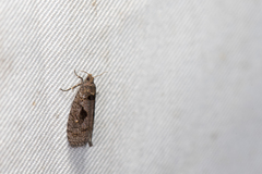 Cryptaspasma
