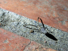 Miagrammopes orientalis