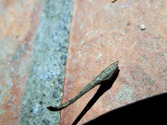Miagrammopes orientalis