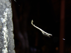 Miagrammopes orientalis