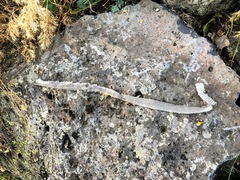 Dolichophis schmidti