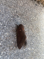 Citheronia sepulcralis