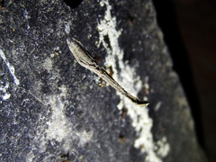 Miagrammopes orientalis