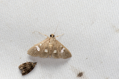 Nosophora