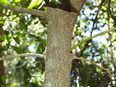 Planchonella chartacea