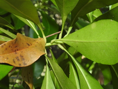 Planchonella chartacea