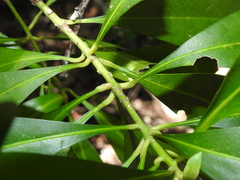 Planchonella chartacea