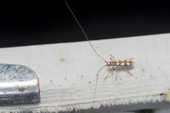 Olenecamptus formosanus