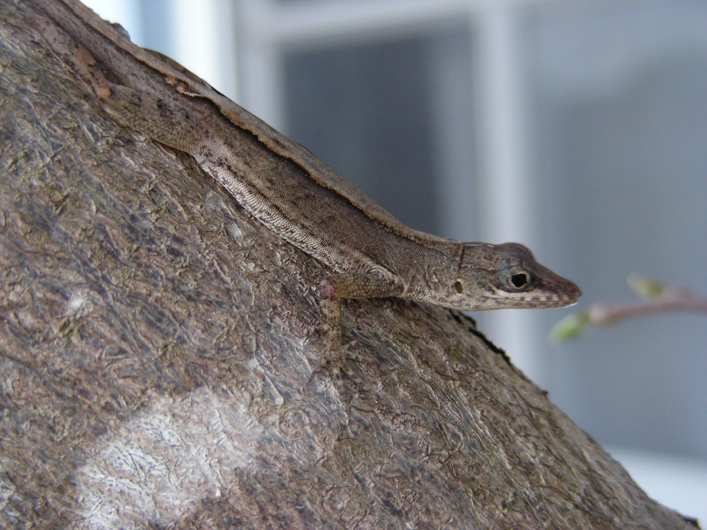Antigua Bank Bush Anole