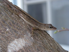 Antigua Bank Bush Anole photo 1