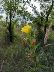 Oenothera biennis