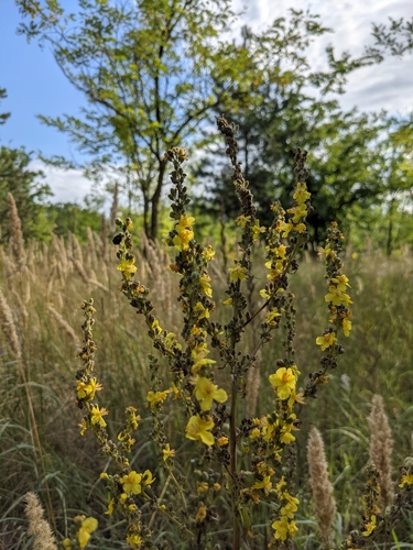 White mullein (Verbascum lychnitis)
