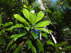 Planchonella chartacea