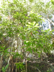 Planchonella chartacea