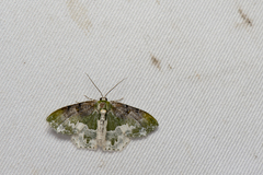 Eucyclodes semialba
