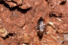 Myocara australis