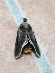 Scopelodes contracta