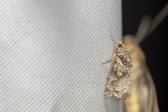 Callopistria guttulalis