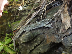 Hoplodactylus duvaucelii