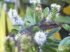 Dactylocnemis pacificus