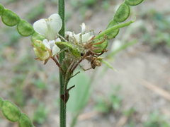 Peucetia formosensis