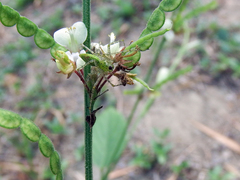 Peucetia formosensis