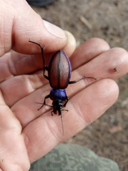 Carabus schoenherri