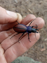 Carabus schoenherri