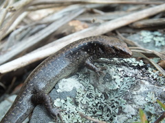 Oligosoma townsi