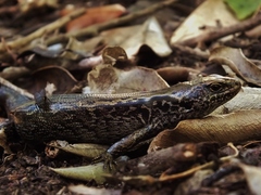 Oligosoma macgregori
