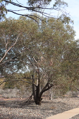 Eucalyptus torquata