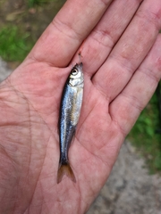 Leucaspius delineatus