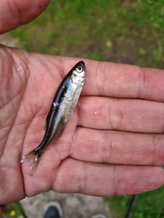 Leucaspius delineatus