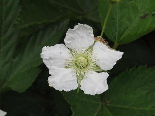 Image of Rubus trifidus by (c) Marco Mussita, some rights reserved (CC BY)