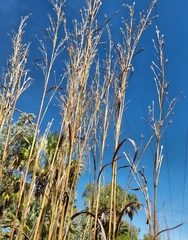 Andropogon gayanus