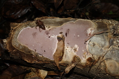 Rhodofomitopsis feei