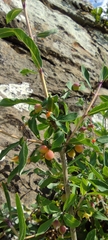 Lonicera pyrenaica