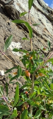 Lonicera pyrenaica