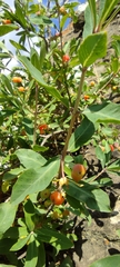 Lonicera pyrenaica