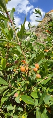 Lonicera pyrenaica