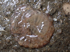 Harenactis attenuata