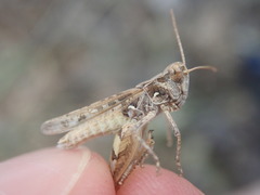 Dociostaurus jagoi occidentalis