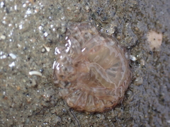 Harenactis attenuata