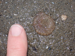 Harenactis attenuata