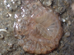 Harenactis attenuata