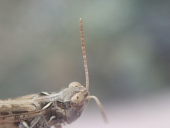 Dociostaurus jagoi occidentalis