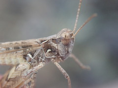 Dociostaurus jagoi occidentalis