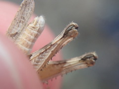 Dociostaurus jagoi occidentalis